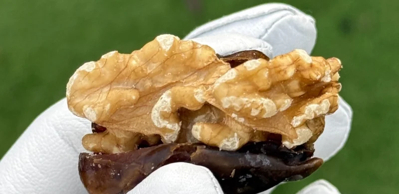 Datteln mit Walnüssen sind echte Energiespender auf der Golfrunde und gehören in jedes Golfbag